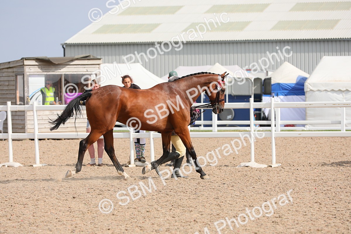 SBM_15917 - Class 313 IH Retired Racehorse