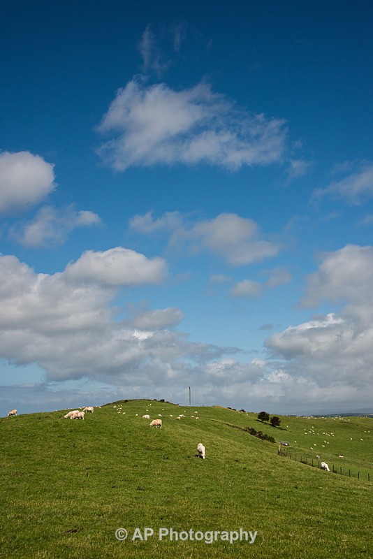 ACP_2457-1 - Rural Views