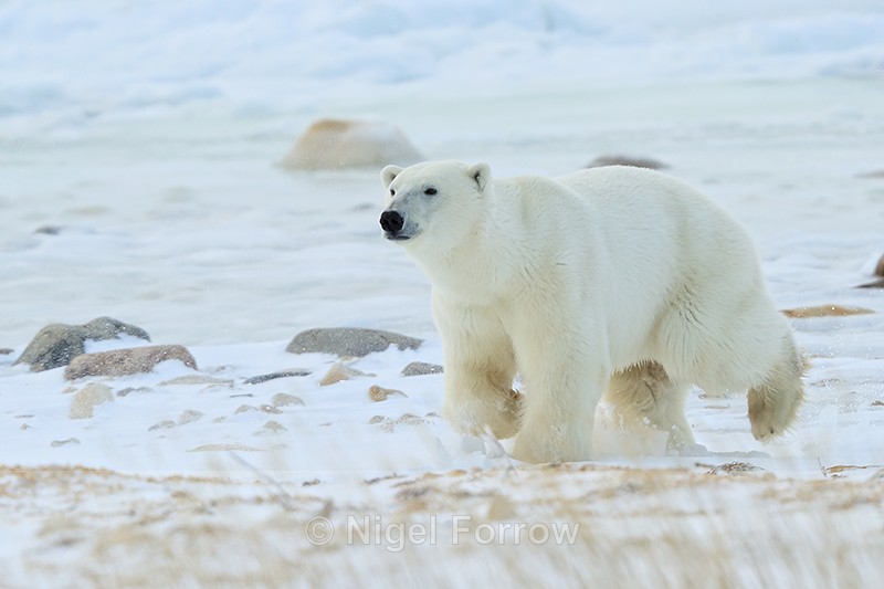 Polar Bear running on frozen shoreline, Churchill, Canada - Polar Bear