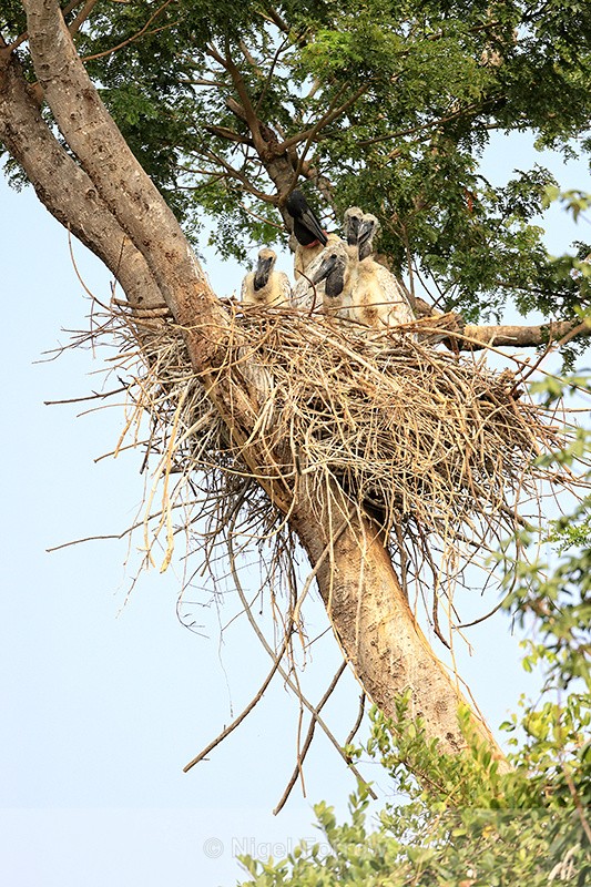 Jabiru nest, adult & four chicks - Jabiru