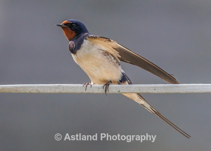 Swallow - Latest Images