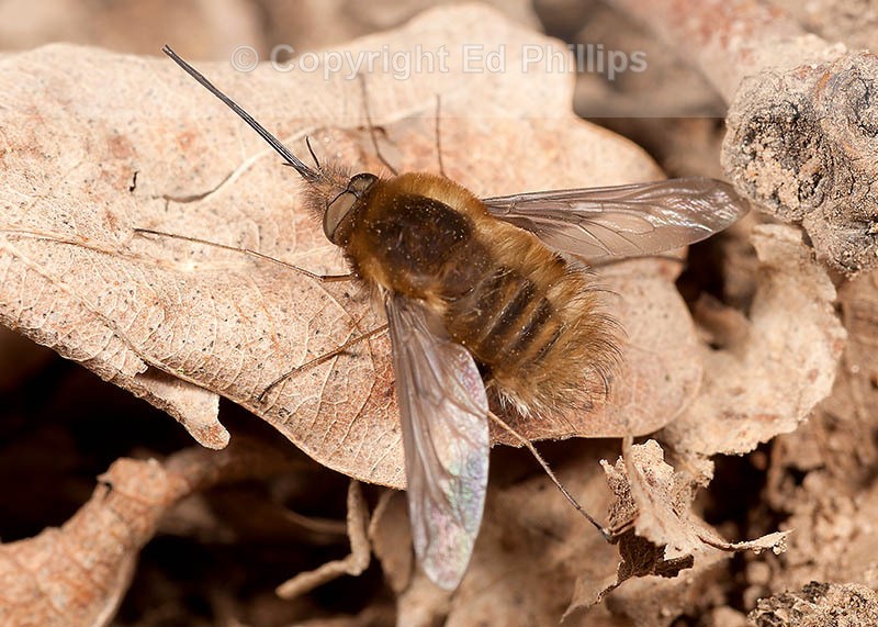 Bombylius major Male