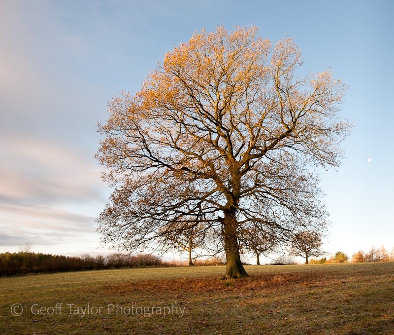 Above Oldfield Coppice - Wenlock Edge