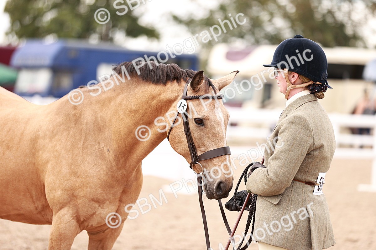 SBM_16126 - Class 411 - Prettiest Mare - (IH or Ridden Adult)