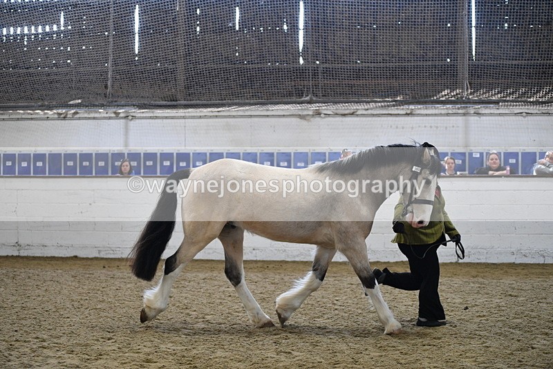 WJ5_4507 - Class 3 Part Bred In hand