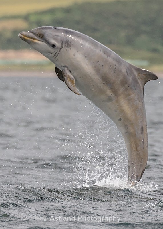Astland Photography, Bird and Wildlife Images, Susan and Peter Wilson, U.K.