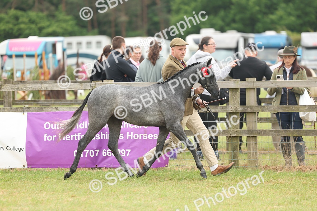 SBM_05558 - Class 68-73 - Riding Pony Breeding