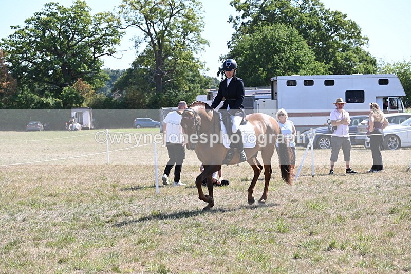 WJ6_8853 - Class 38 Ridden Riding Horse/Pony