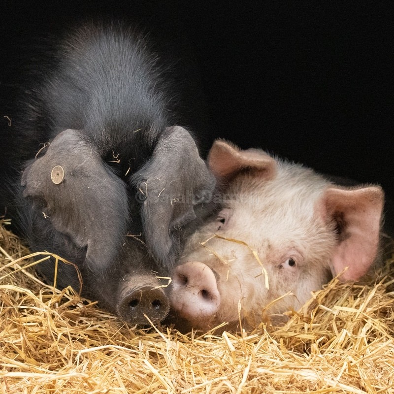 Pig Pair SD2564 - Greeting Cards