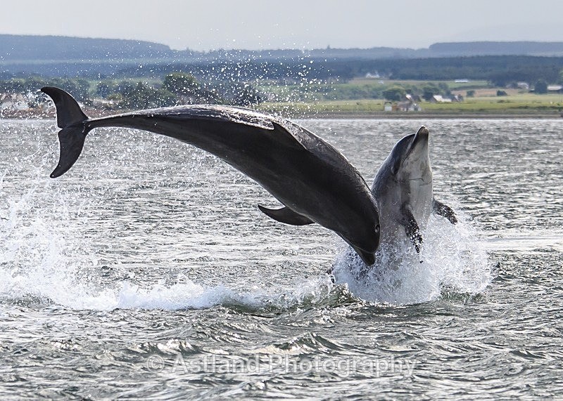Astland Photography, Bird and Wildlife Images, Susan and Peter Wilson, U.K.
