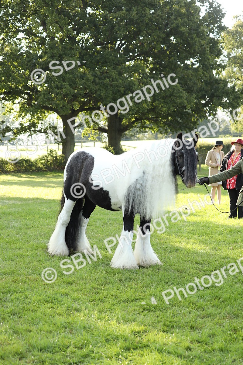 SBM_60905 - S43 - Coloured Pony In Hand