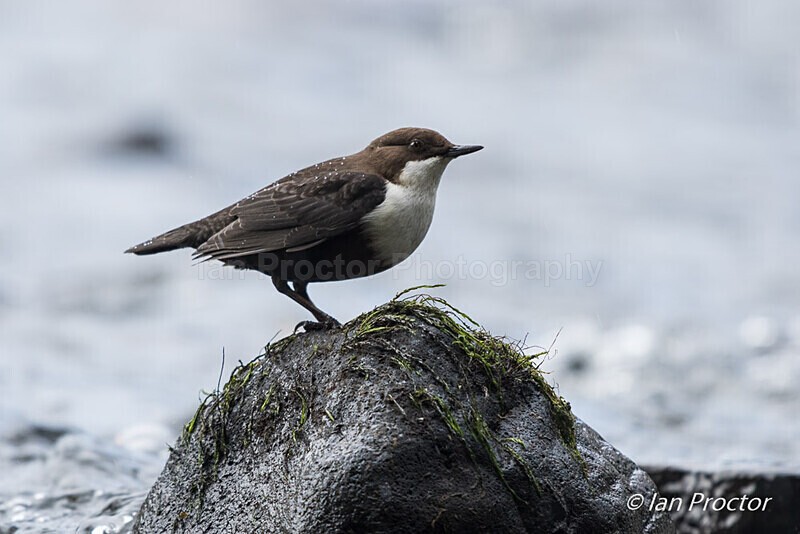 Dipper (Cinclus cinclus) on River Lagan - Nature
