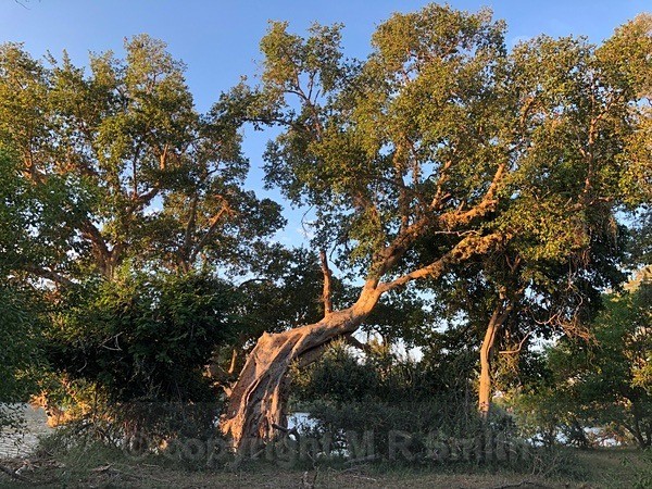 Crazy Shaped Tree From A Distance, SA - LANDSCAPES & TREES