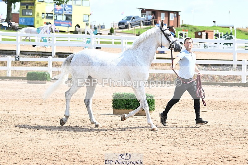 240717A-151758-02731 - Trot Up 3pm to 4pm