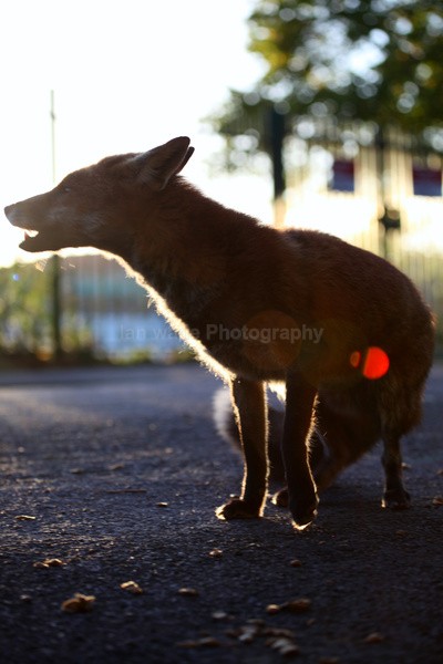  - Urban Foxes, Bristol, Great Britain