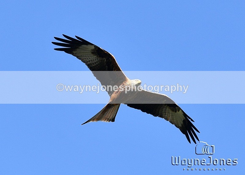 WJ5_0282 - Kelly Harris - Franklin balls, training at Tanners 05-04-25
