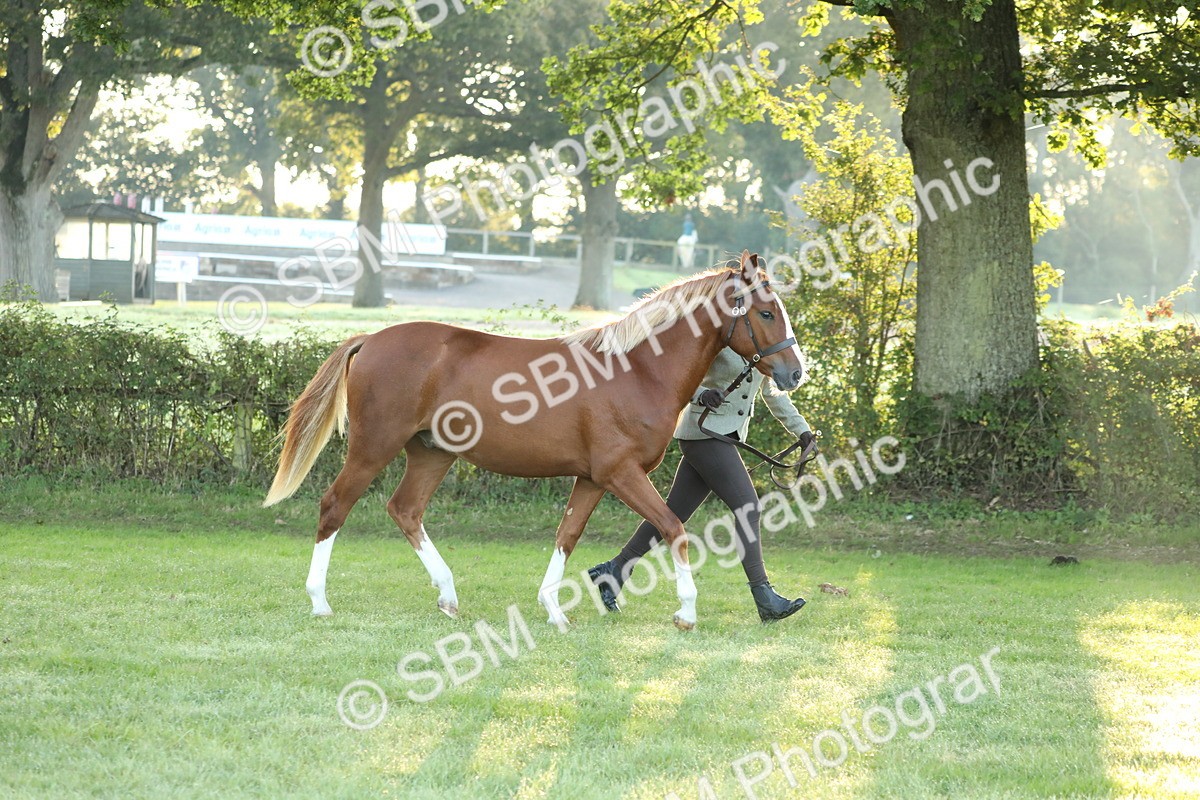 SBM_57809 - S42 - Youngstock