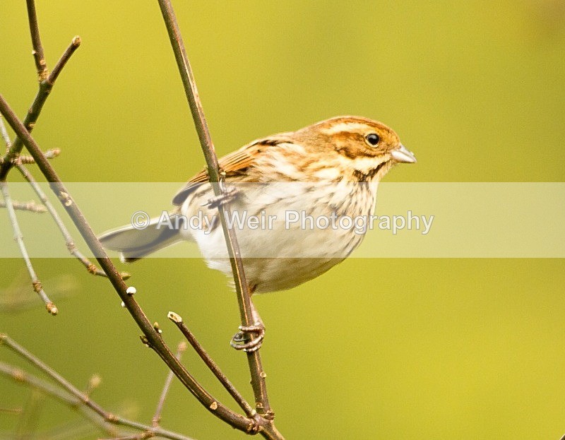 20120205-_MG_8541 - Buntings