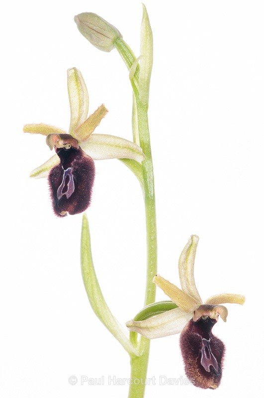  - WB: Orchids - Ophrys