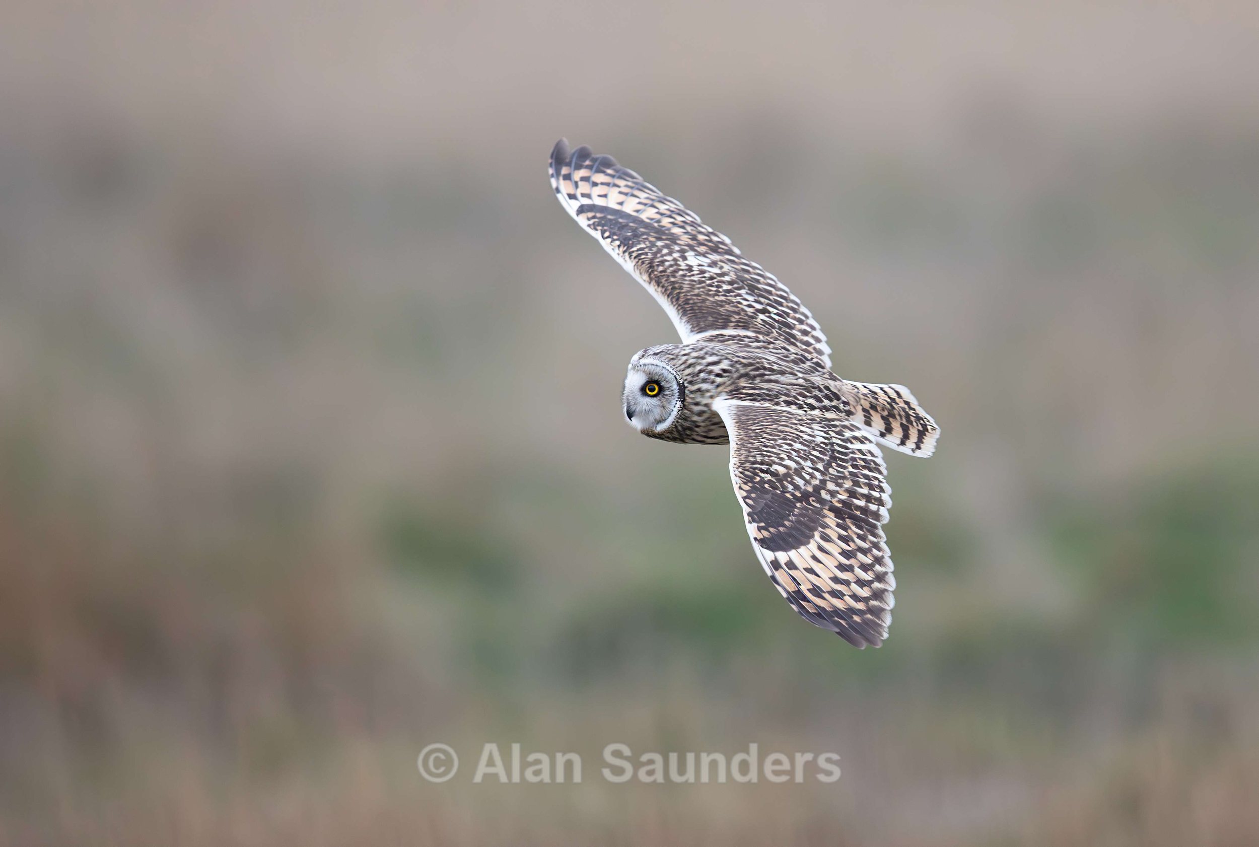 Short Eared Owl