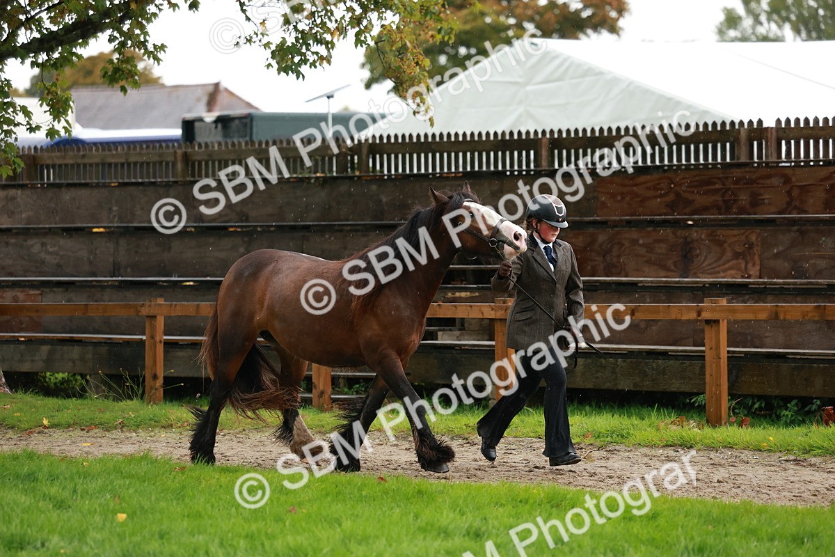SBM_34838 - S10 - Best In Hand Horse & Pony