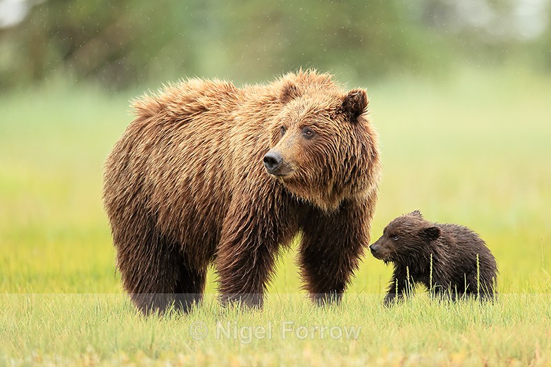 Brown Bear mother and cub, Silver Salmon Creek, Alaska - Brown Bear