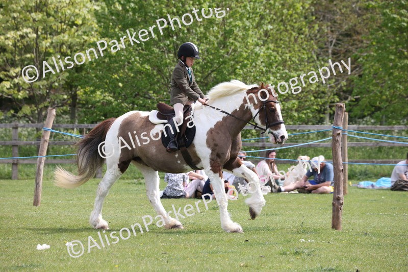 20260426-4352 - Class 34 - Best Riding Horse Over 14.2hh