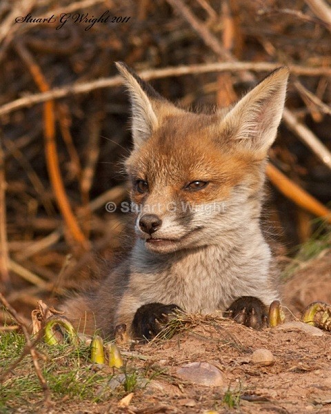 616 - Fox