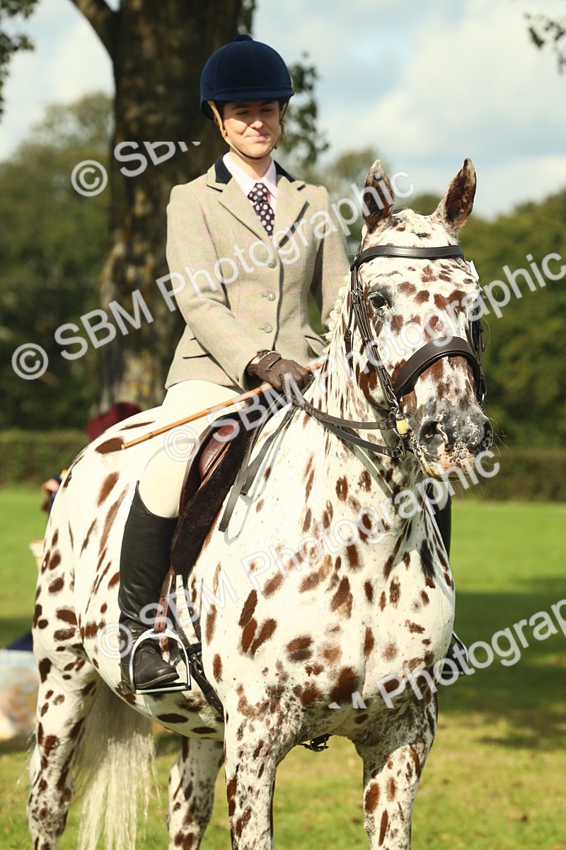 SBM_62519 - S62 - Foreign Breeds Ridden