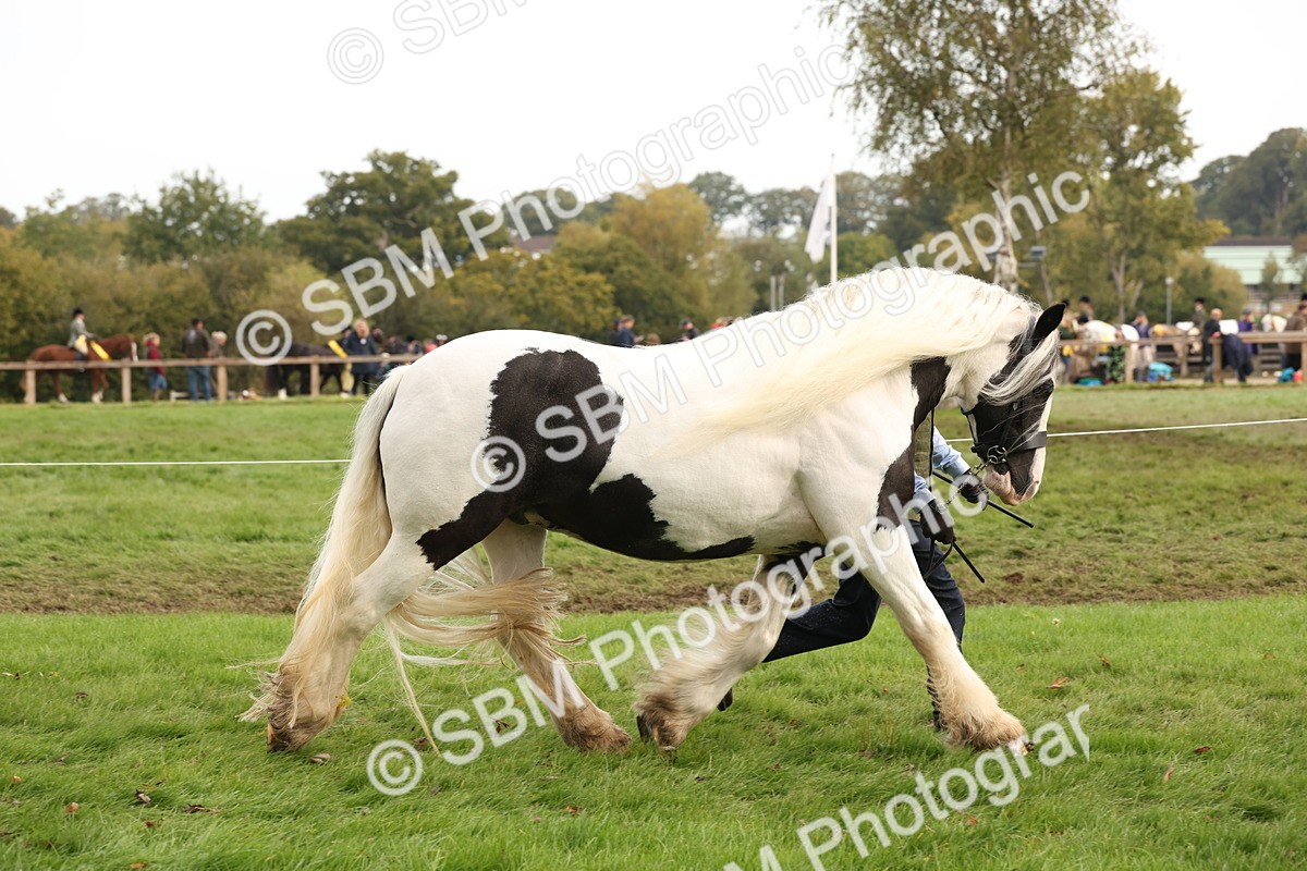 SBM_57499 - S56 - Show Cob in Hand