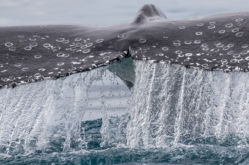 Fluke Splash 5