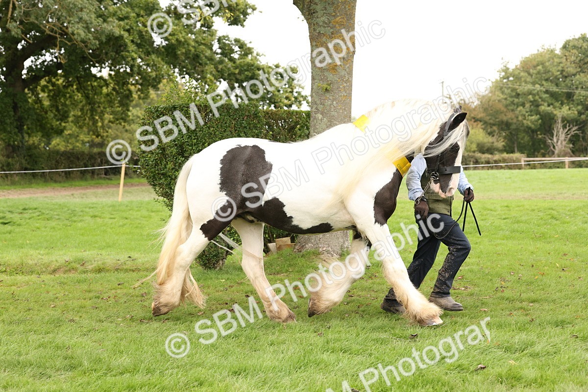 SBM_60837 - In Hand Horse Supreme Championship