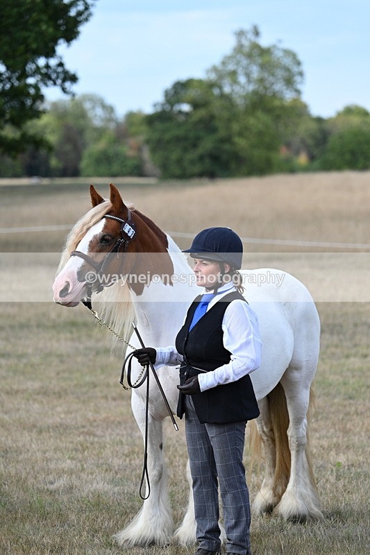 WJ7_8338 - In-hand Championship