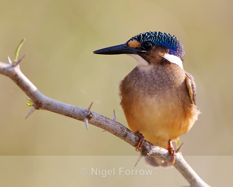 Malachite Kingfisher (immature) perched on a branch - Malachite Kingfisher