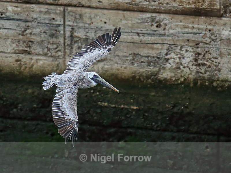 Brown Pelican in canal lock, Panama - Brown Pelican