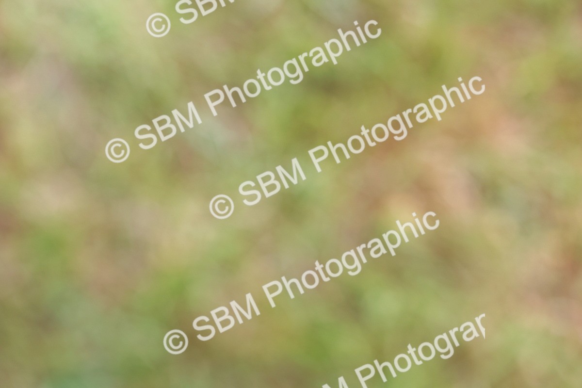 SBM_08887 - Class 42-43 - LIHS BSPS Heritage Working Sports Pony