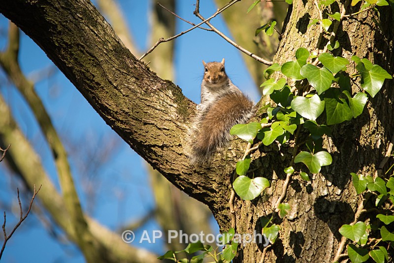 ACP_1005-1 - Squirrels
