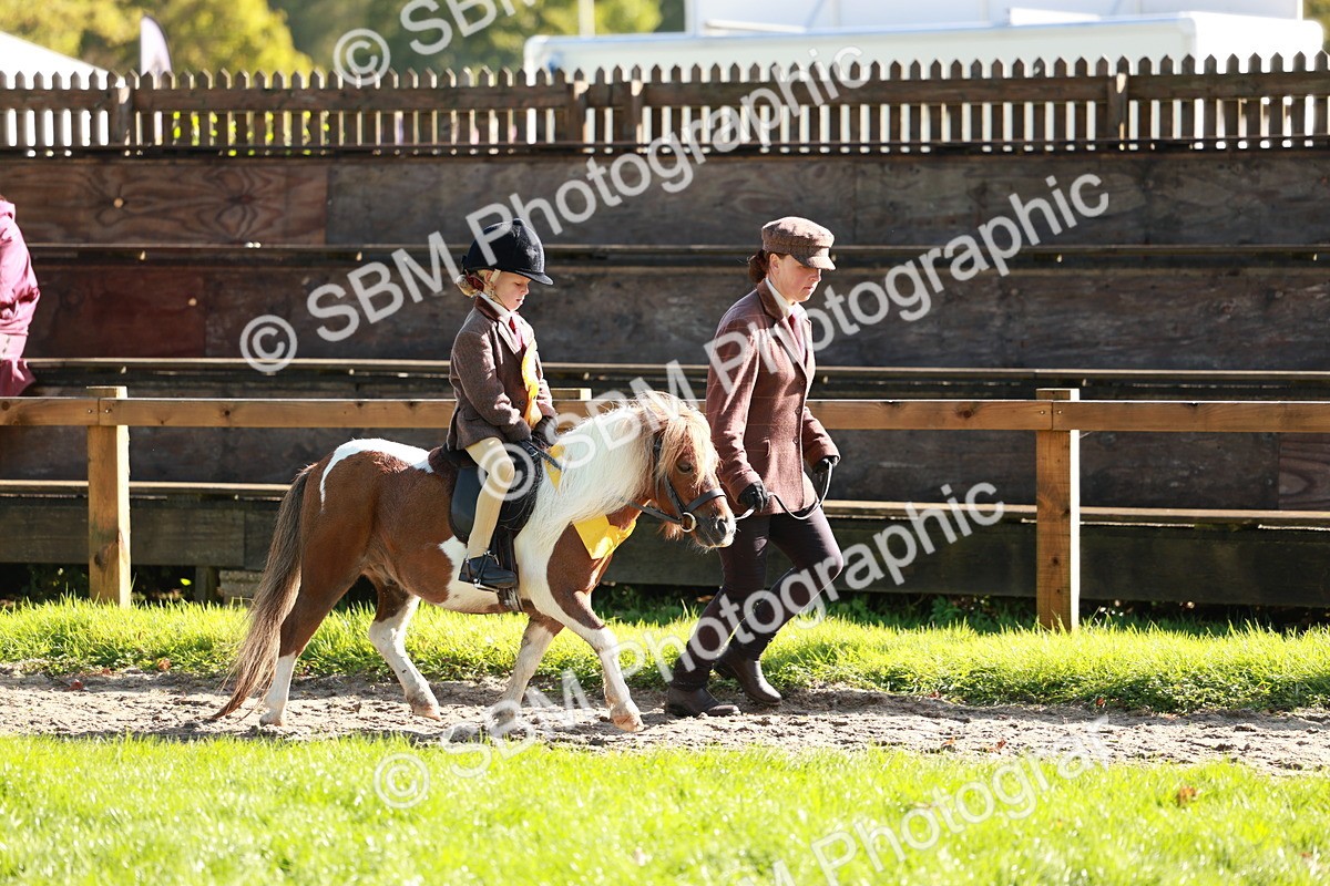 SBM_42098 - S32 - Mountain & Moorland Working Hunter Pony
