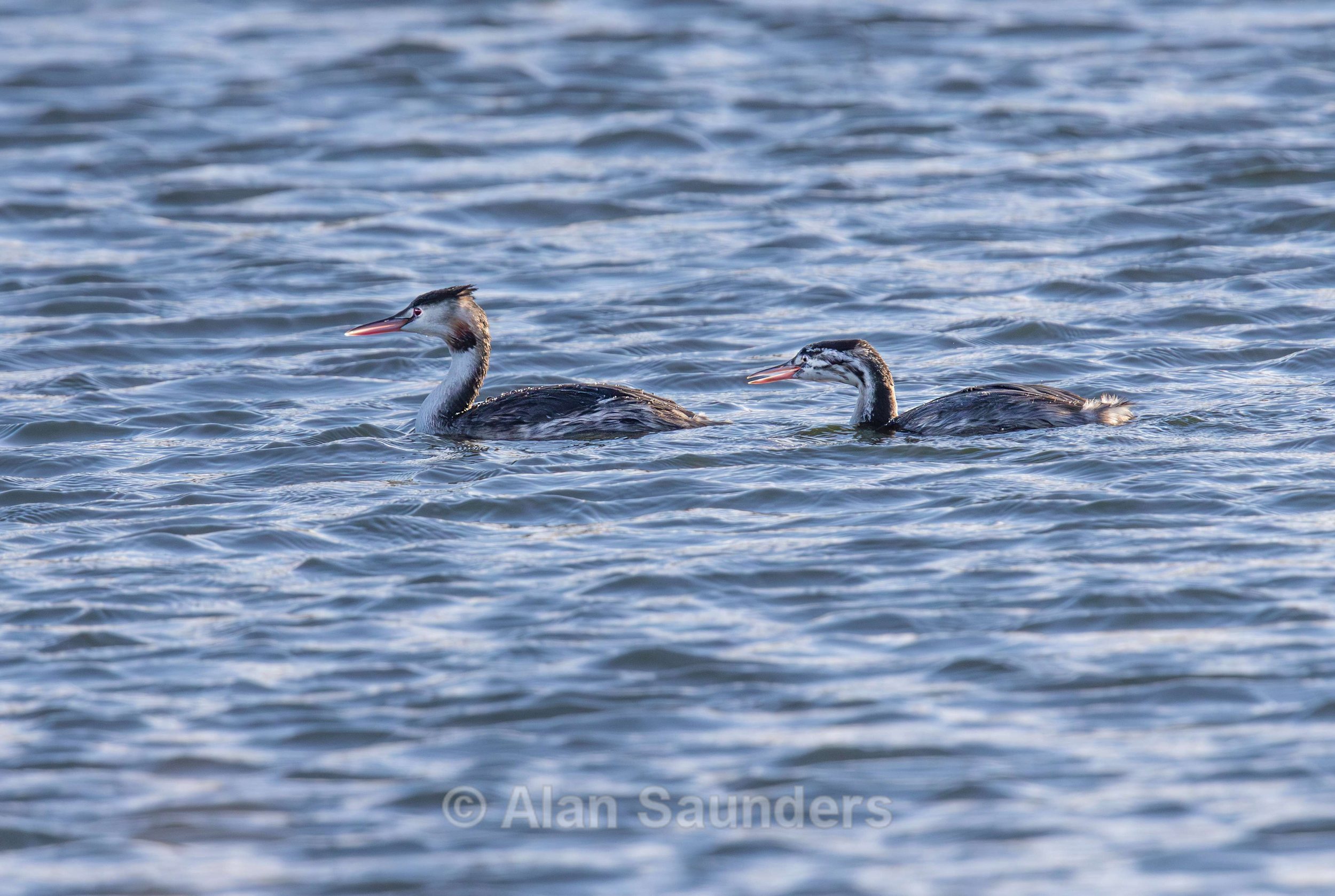 Great Crested Grebe 6