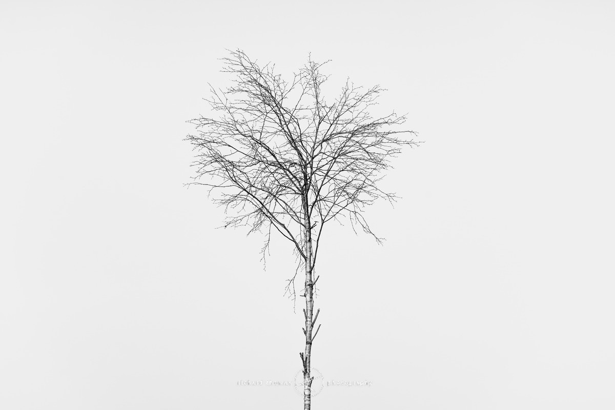 Simply Silver - One2Tree