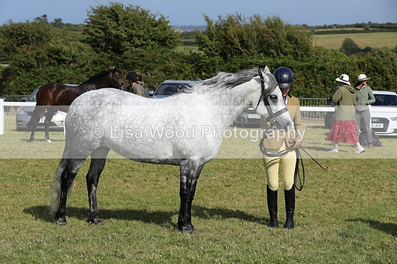 1X9A5931 - Class 41:. NPS New Forest & Connemara