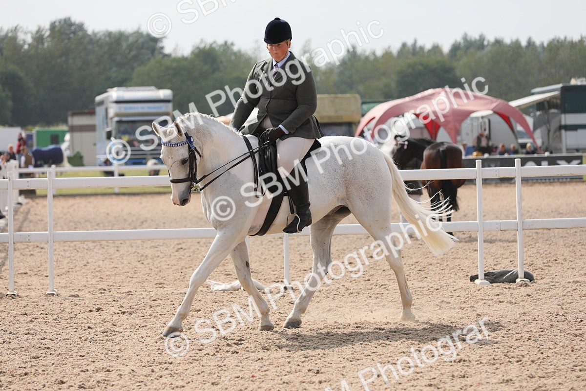 SBM_13381 - Class 308 Ridden Coloured Horse
