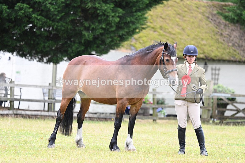 WJ7_6370 - Class 4a Prettiest Mare over 14hh