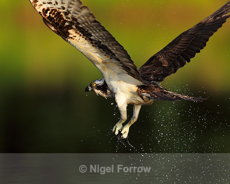 Close-up of an Osprey in flight at Rothiemurchus - Osprey