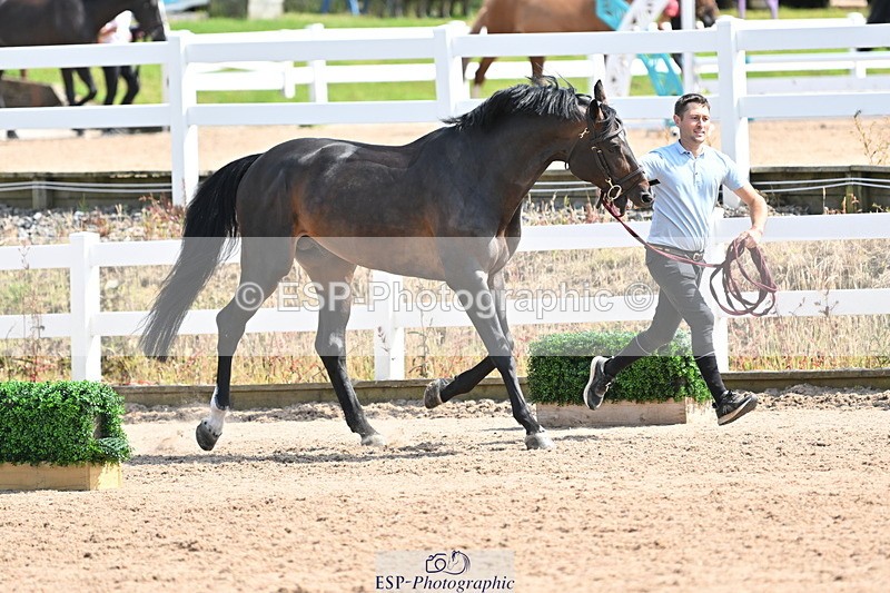 240717A-153621-02906 - Trot Up 3pm to 4pm