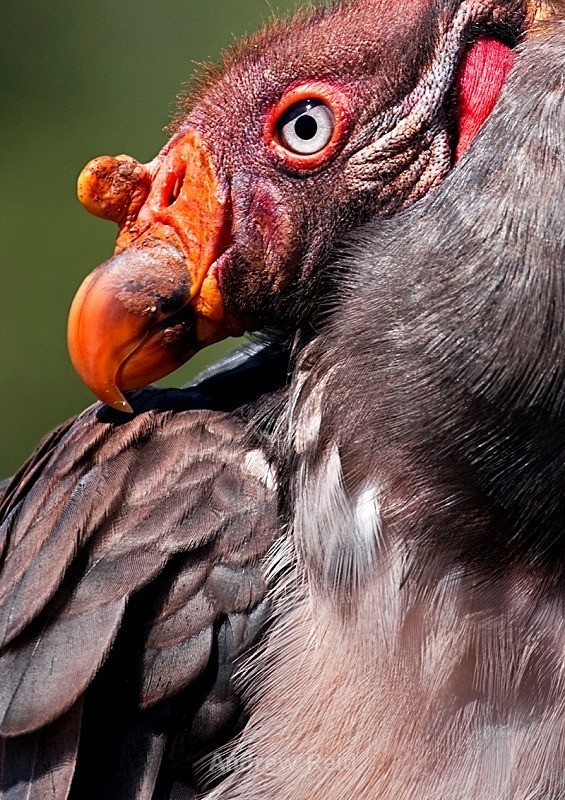 King Vulchare - Birds