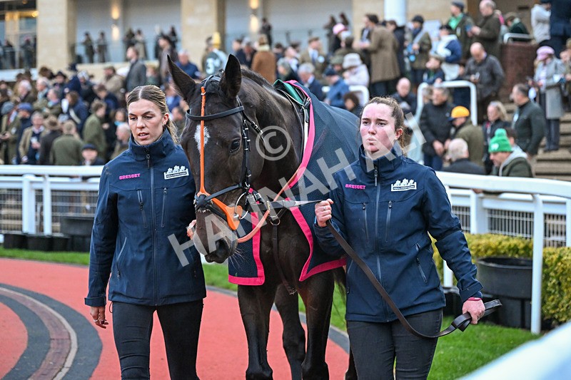 151125-Race 7-Edith Pelham-4310 - Race 7