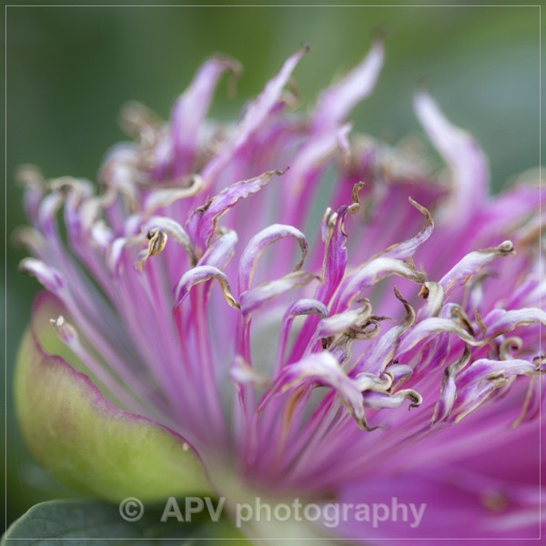  - Forde Abbey