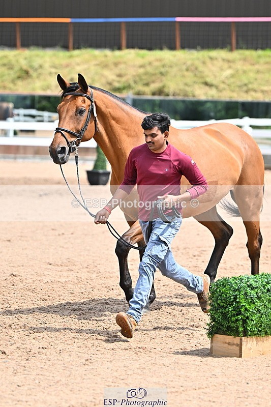 240718A-105304-01524 - Trot Up 12pm to 1pm