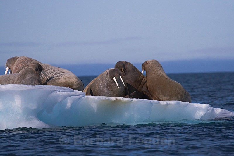 Walrus 9248 - Wildlife